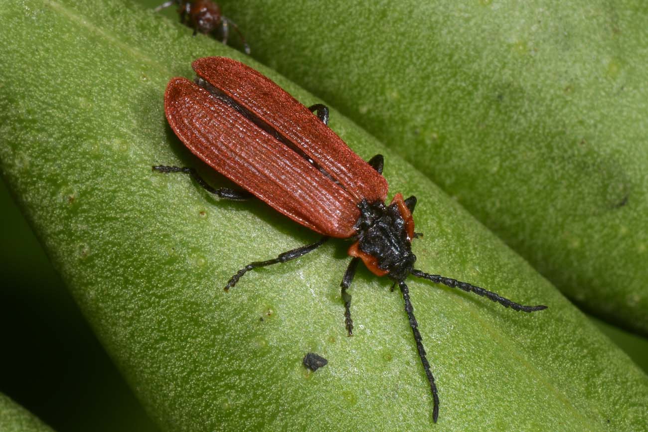 Lycidae:  Lygistopterus anorachilus